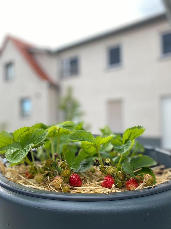 Apartmán Fewo Sulzer Siedlung Erfurt "Haus 6" Exteriér fotografie